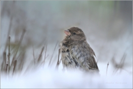 <p>VRABEC DOMÁCÍ (Passer domesticus) /House sparrow - Haussperling/</p>